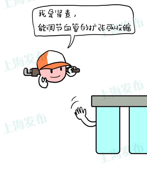 腰子是肾吗的解释（肾脏最大的工作是血液处理）