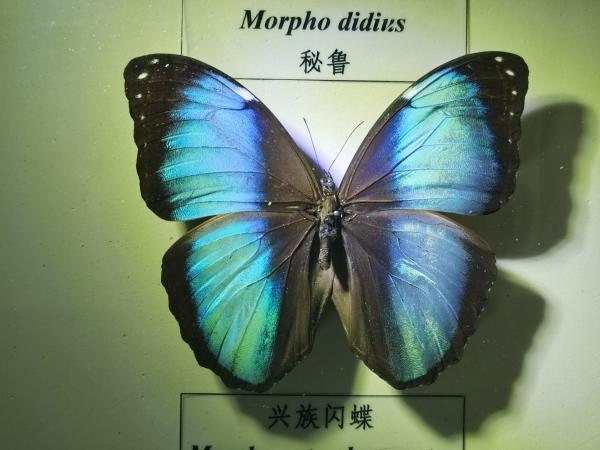 在上海最常见到哪些品种的蝴蝶(7万只蝴蝶在上海比拼颜值，“老乡”用舞蹈表示：我们没有输)