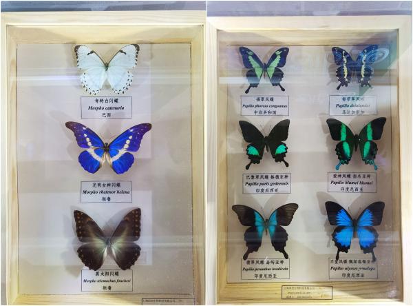 在上海最常见到哪些品种的蝴蝶(7万只蝴蝶在上海比拼颜值，“老乡”用舞蹈表示：我们没有输)