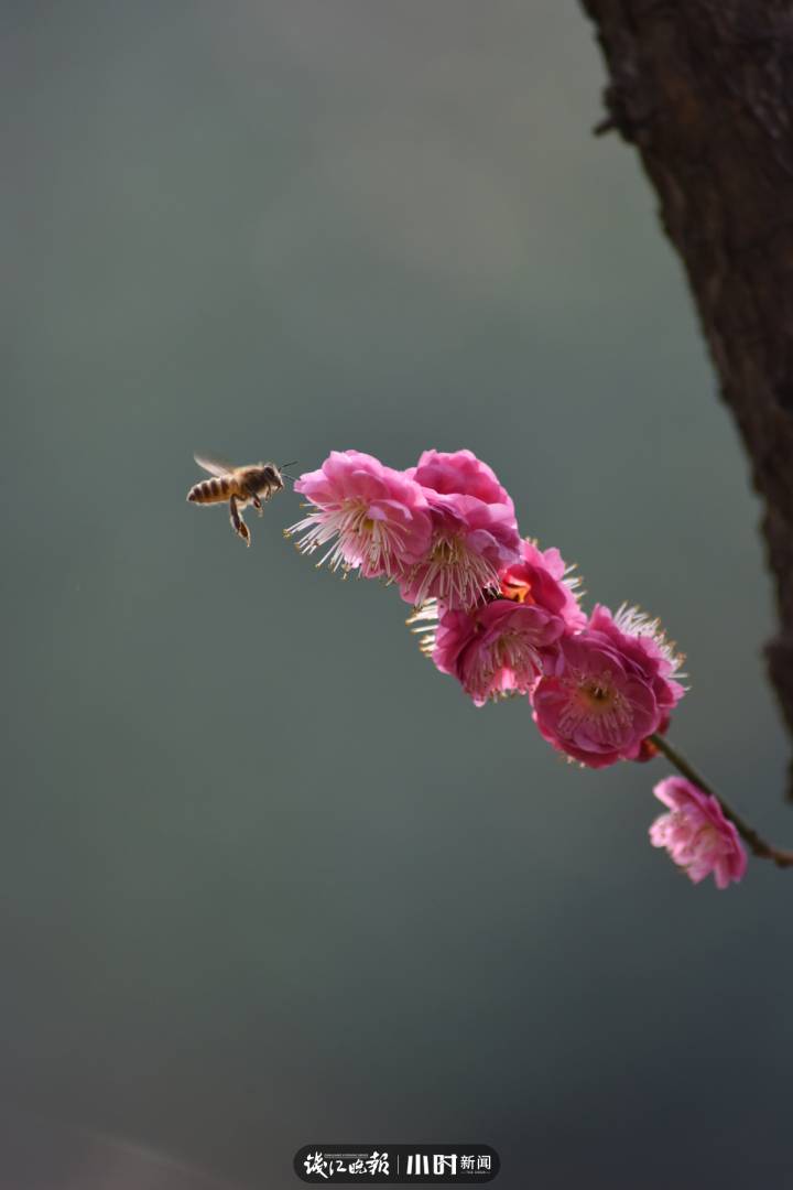 「好摄之友·晒年华②」｜@月亮：花花草草是我的最爱