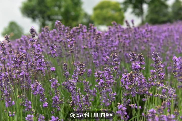 「好摄之友·晒年华②」｜@月亮：花花草草是我的最爱