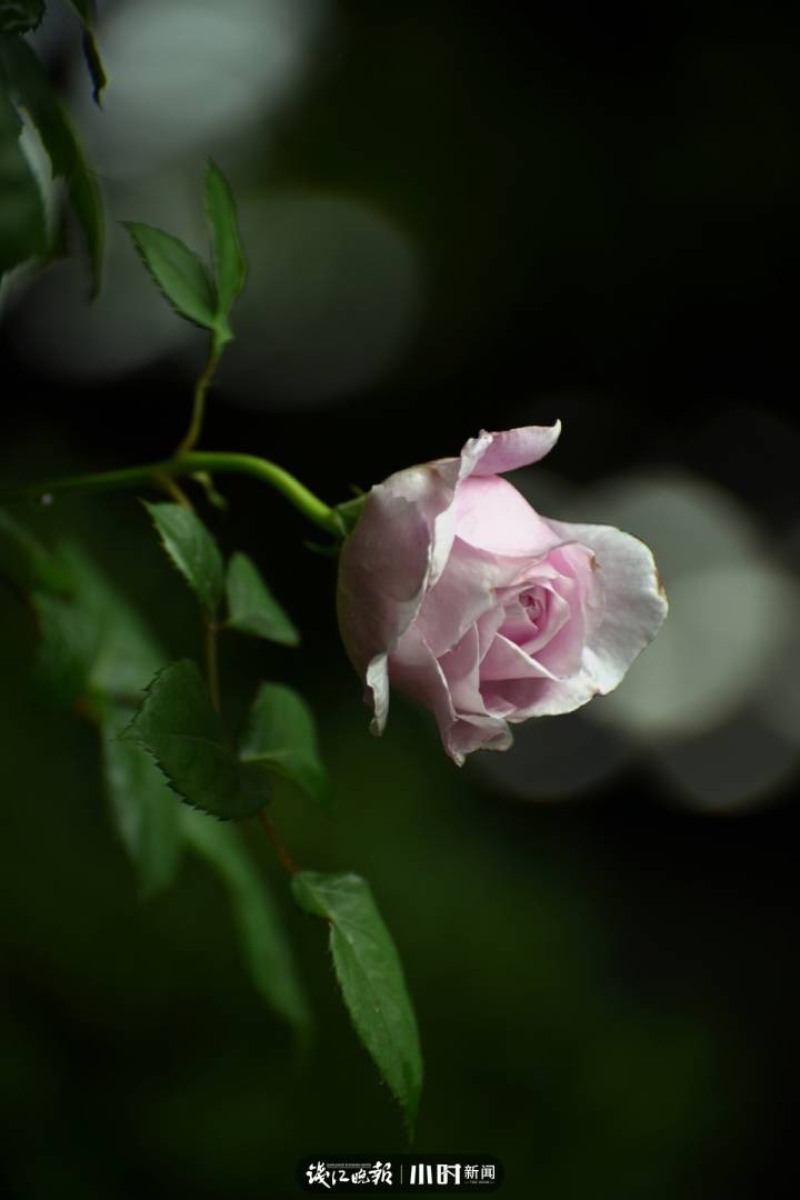 「好摄之友·晒年华②」｜@月亮：花花草草是我的最爱