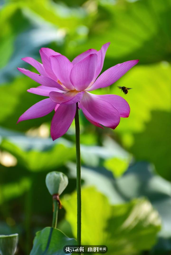 「好摄之友·晒年华②」｜@月亮：花花草草是我的最爱