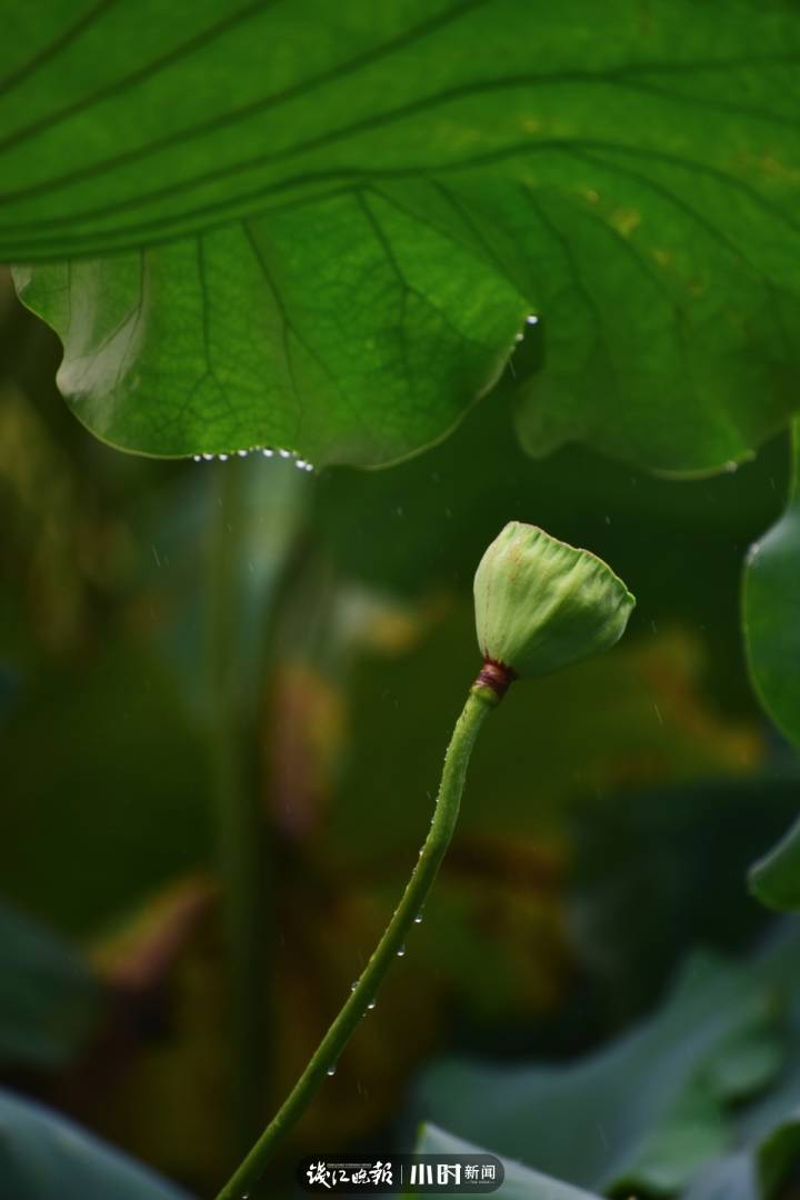 「好摄之友·晒年华②」｜@月亮：花花草草是我的最爱