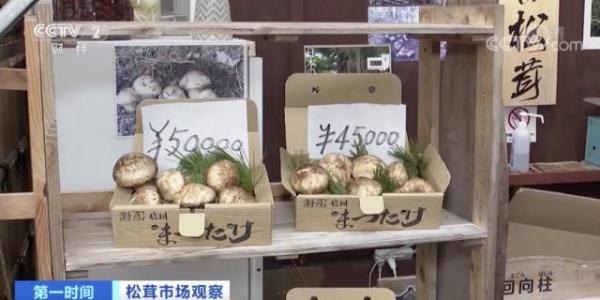 1公斤卖到2900元！日本松茸消费热度不减，为啥这么火？