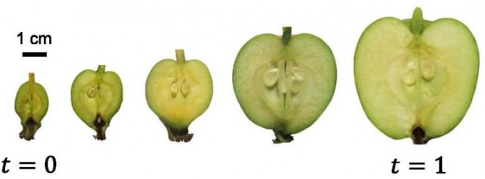 苹果是球体吗数学(由数学家和物理学家组成的团队发现苹果是如何获得其形状的)