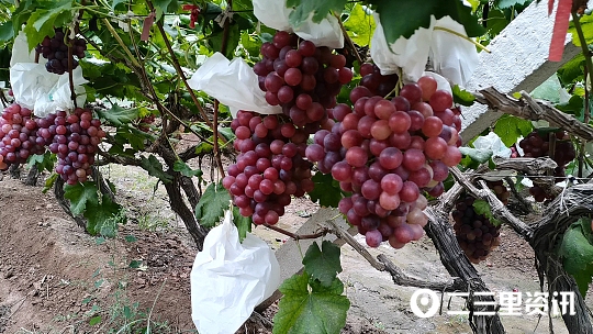 紅提葡萄,紅提葡萄品種介紹