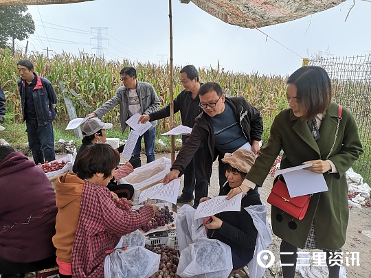 紅提葡萄,紅提葡萄品種介紹