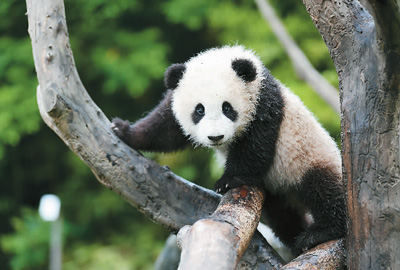 熊猫的外形特点「熊猫的外形特点简单描写」