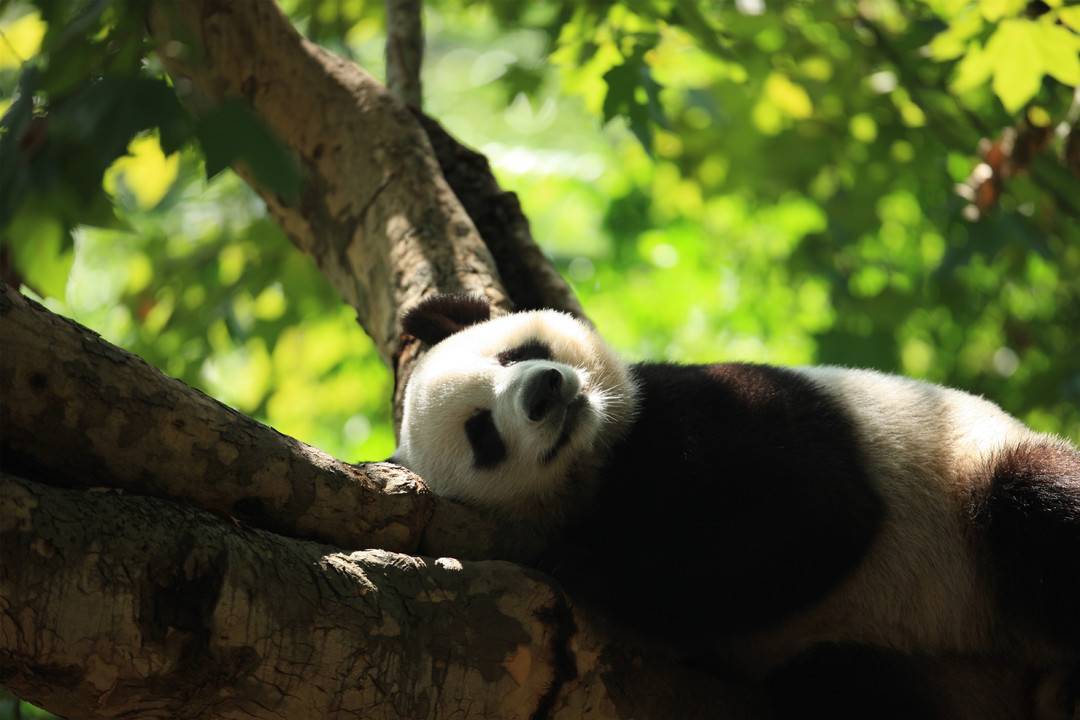 熊猫的五大特点(dian)（熊猫为什么会成为(wei)国宝）-大连信息网(wang)