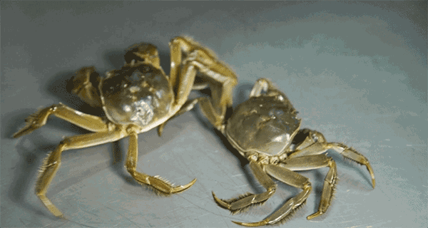 螃蟹怎么保存1个月，梭子蟹怎么保存过夜？