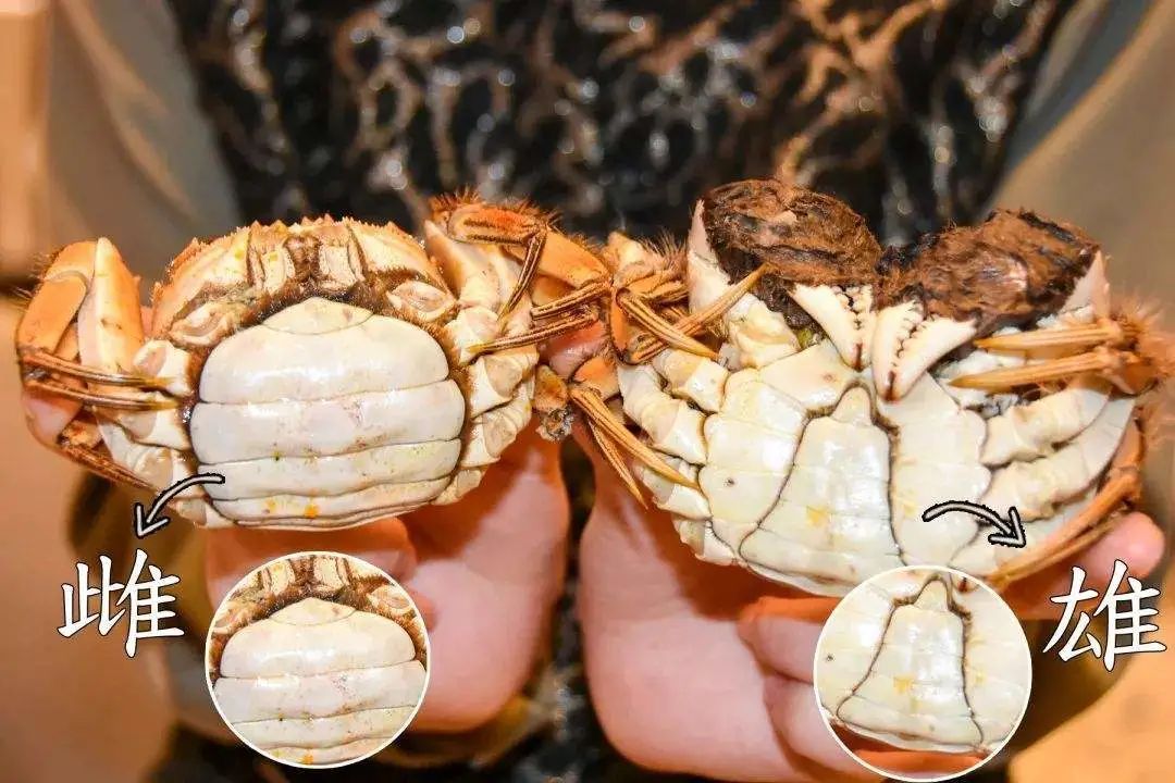 螃蟹怎么保存1个月，梭子蟹怎么保存过夜？