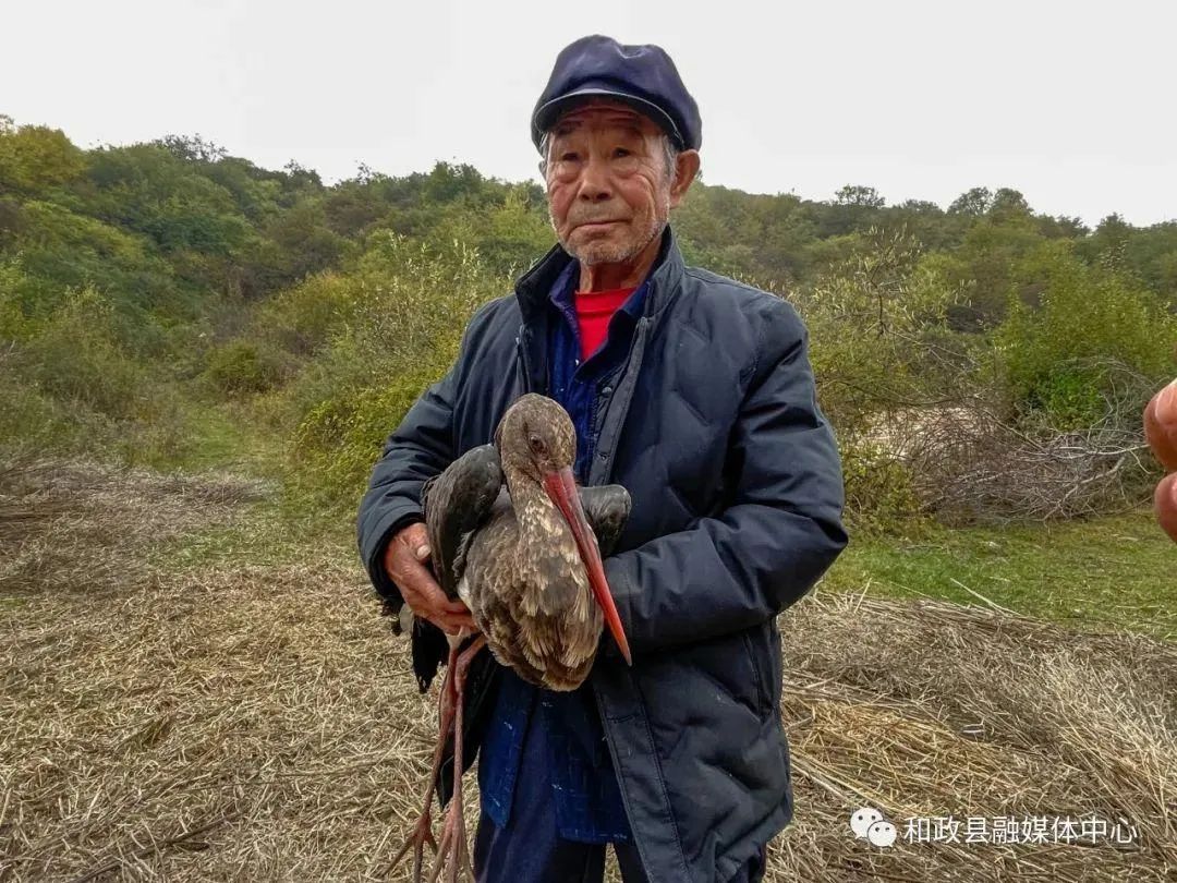 和政县公安局成功救助一只国家一级保护动物黑鹳