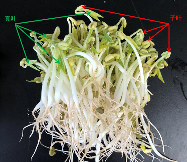 黄豆芽变绿了还能吃吗会不会有毒（黄豆芽变绿了 能吃吗）-第3张图片-科灵网