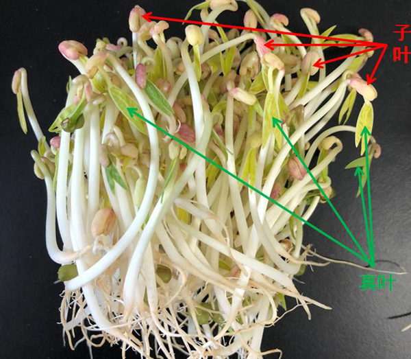 黄豆芽变绿了还能吃吗会不会有毒（黄豆芽变绿了 能吃吗）-第5张图片-科灵网