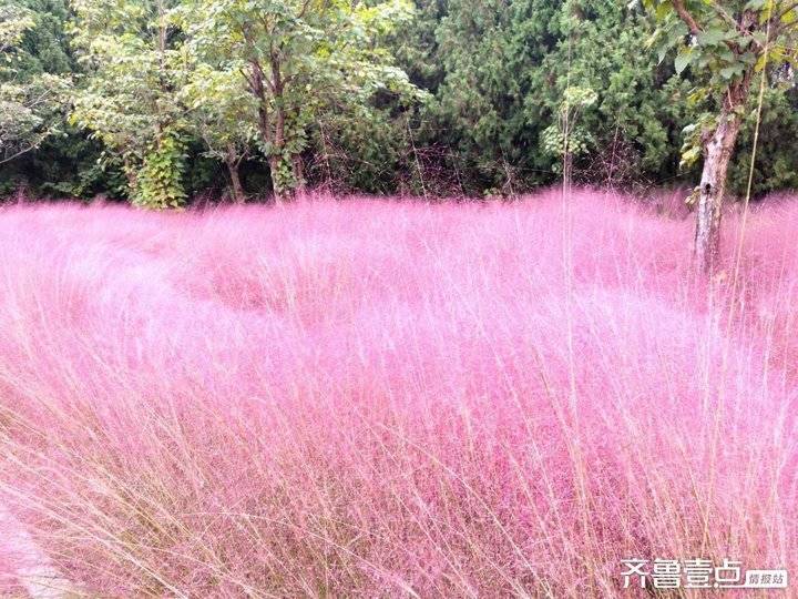 赞粉黛乱子草