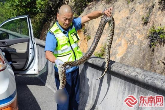 修高速挖出大蛇(长泰：蟒蛇受困高速公路 执法人员助其回山)