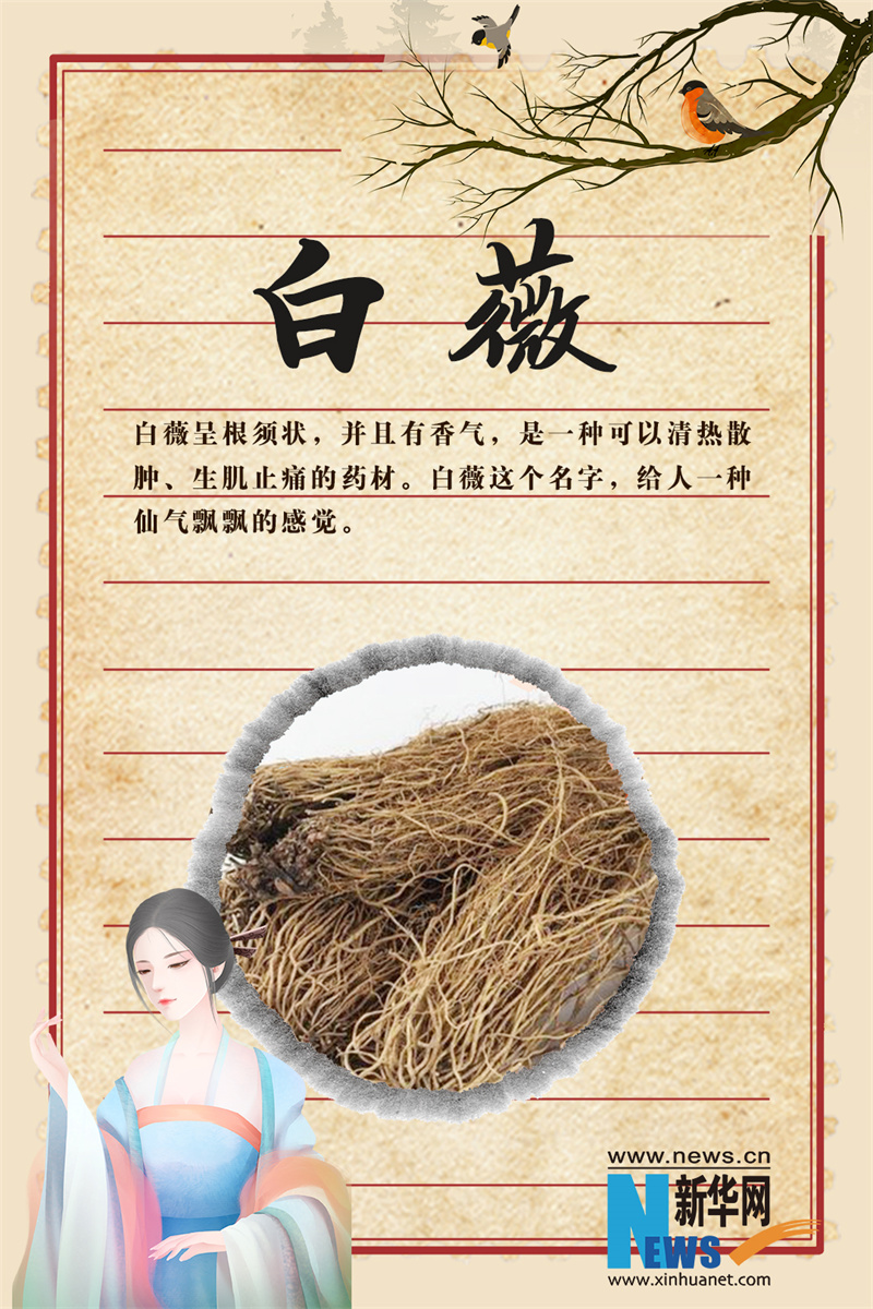 世界传统医药日｜这些“秀外慧中”的中药，你认识吗？