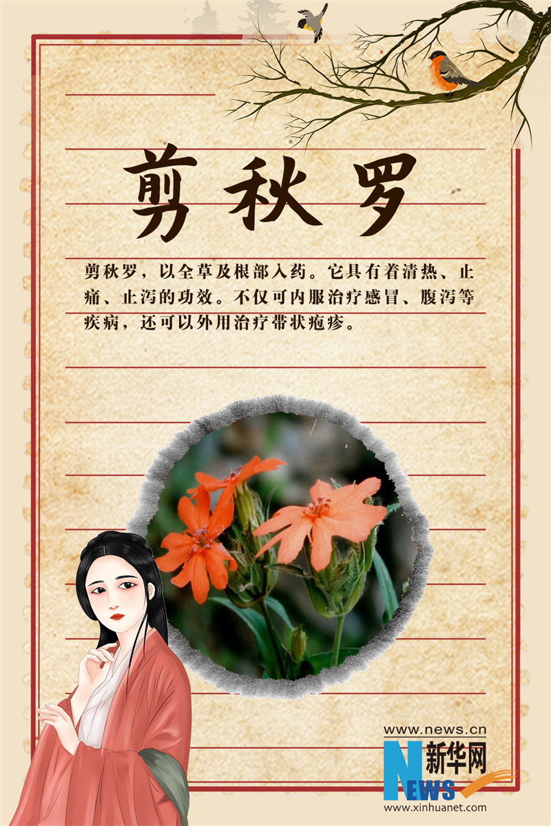 世界传统医药日｜这些“秀外慧中”的中药，你认识吗？