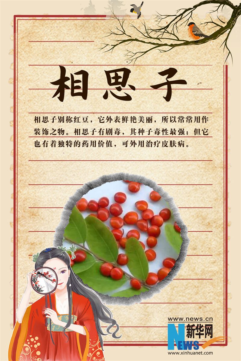 世界传统医药日｜这些“秀外慧中”的中药，你认识吗？
