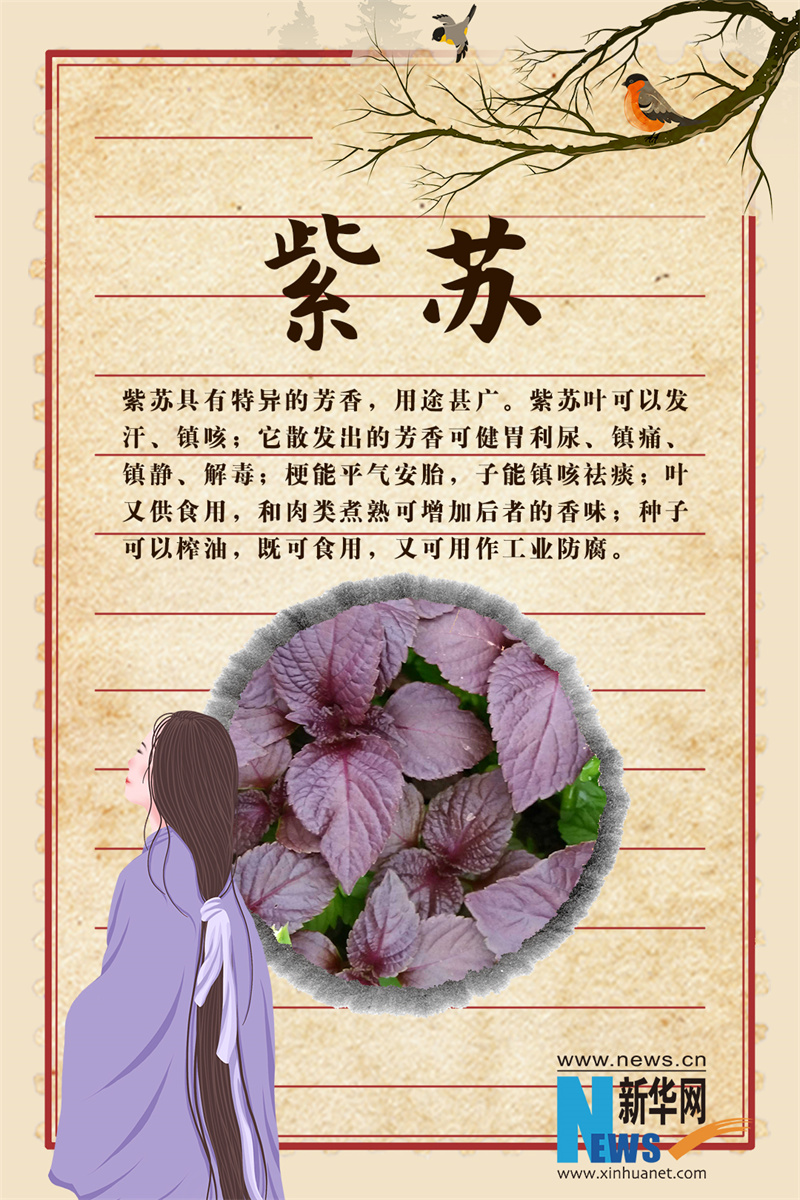 世界传统医药日｜这些“秀外慧中”的中药，你认识吗？