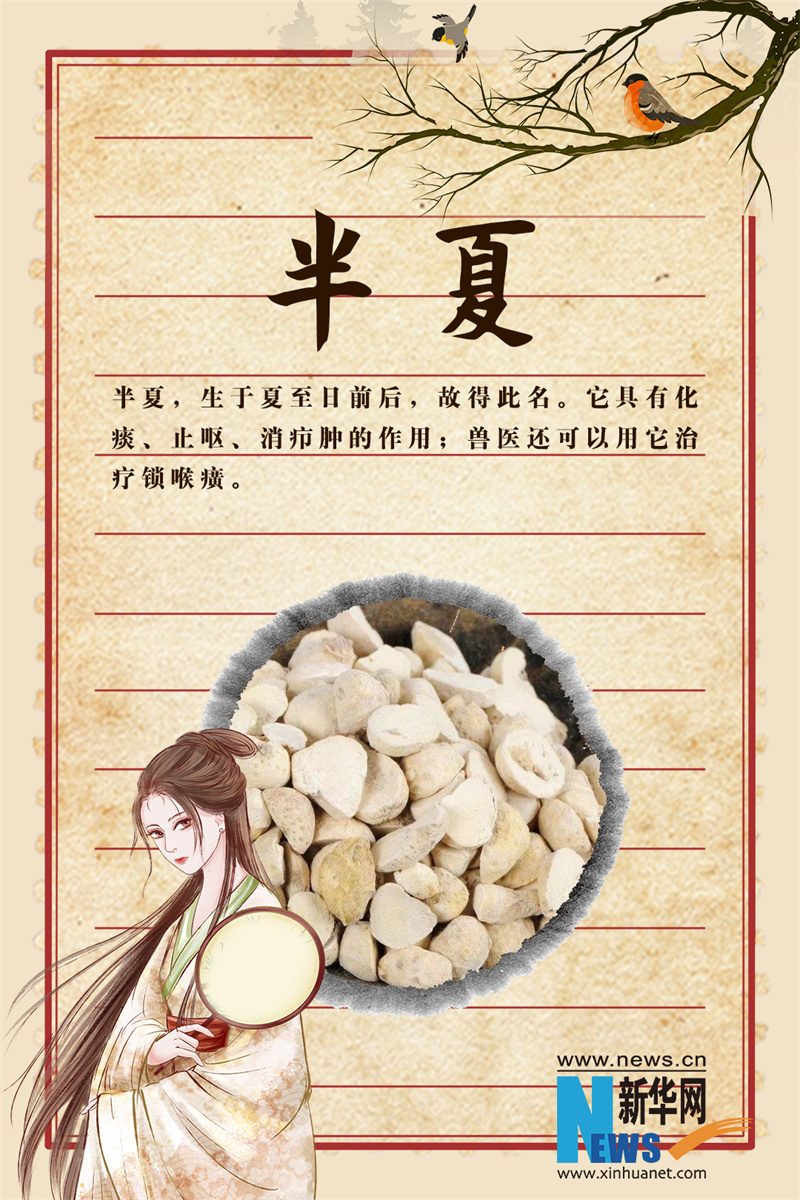 世界传统医药日｜这些“秀外慧中”的中药，你认识吗？