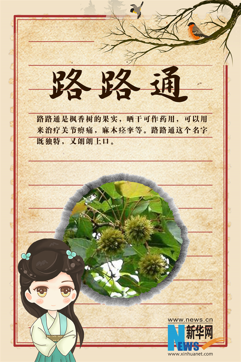 世界传统医药日｜这些“秀外慧中”的中药，你认识吗？