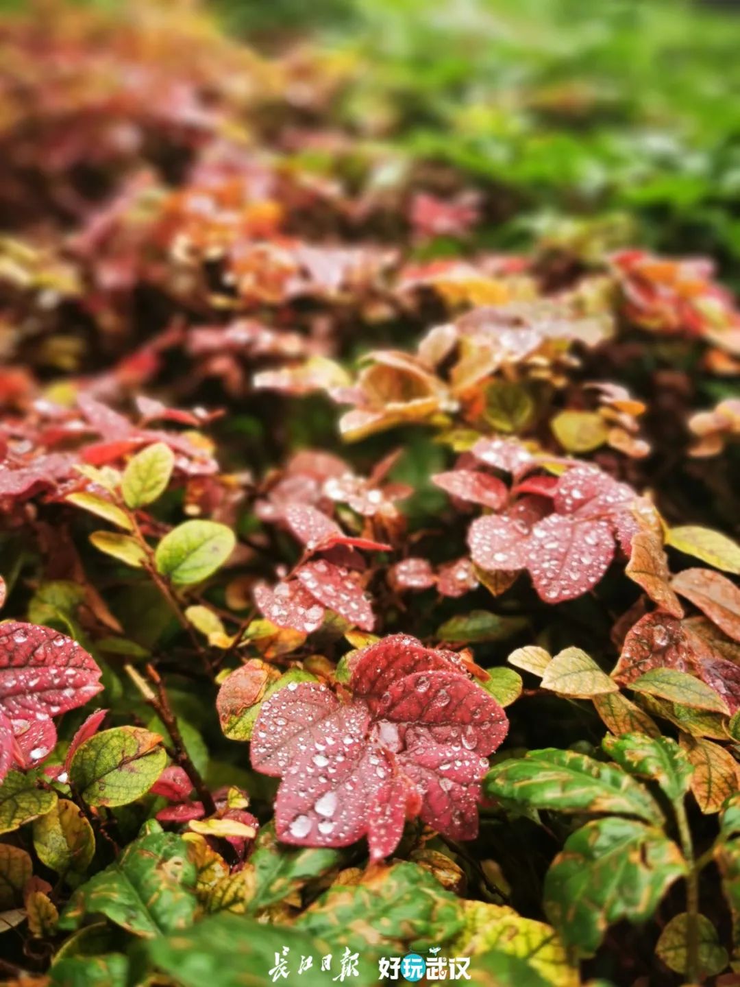 明日霜降，一叶知霜降，一雨感深秋