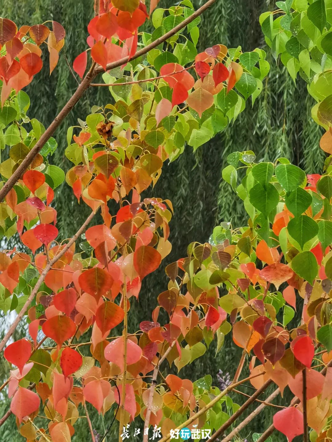 明日霜降，一叶知霜降，一雨感深秋