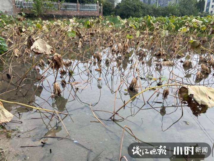 三家村手削藕粉上新，10斤鲜藕才能出1斤粉，泡一碗就是西湖的味道