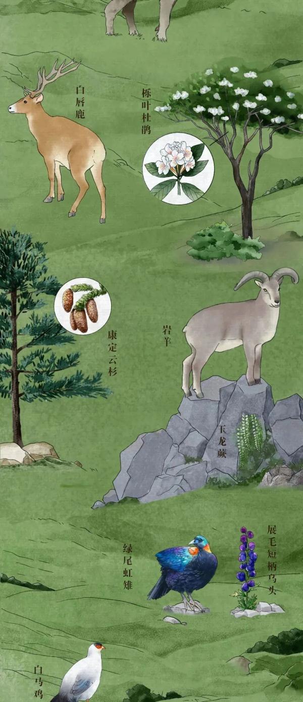 珍惜動物,珍稀動物有哪些