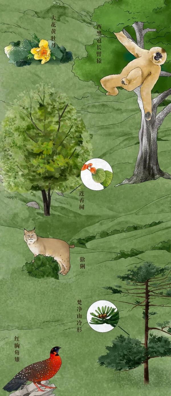珍惜動物,珍稀動物有哪些