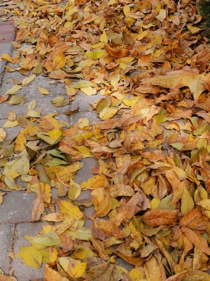 秋风扫落叶的意思 秋风扫落叶什么意思