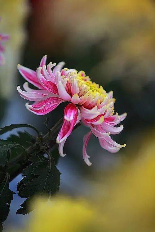 青未了｜菊花冷艳绽美姿