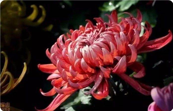 青未了｜菊花冷艳绽美姿