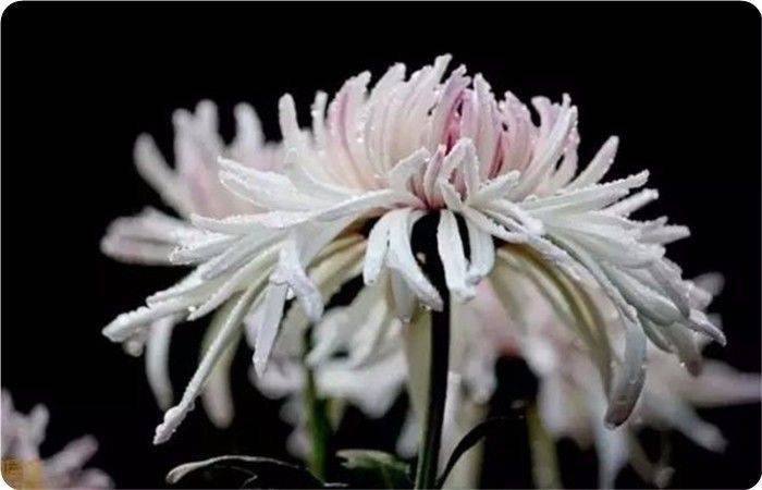 青未了｜菊花冷艳绽美姿