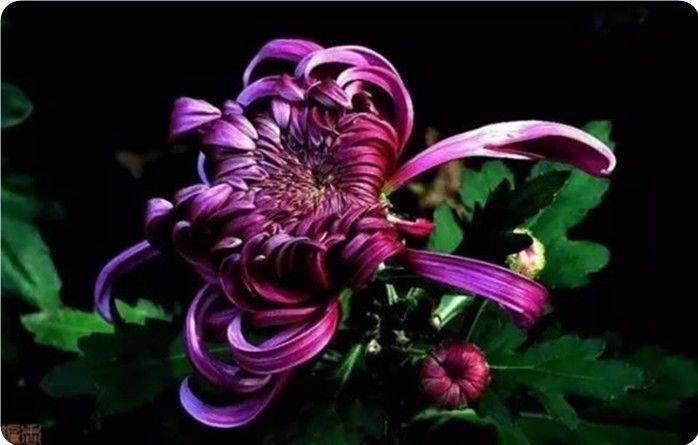 青未了｜菊花冷艳绽美姿