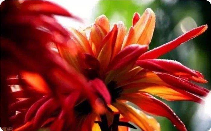 青未了｜菊花冷艳绽美姿