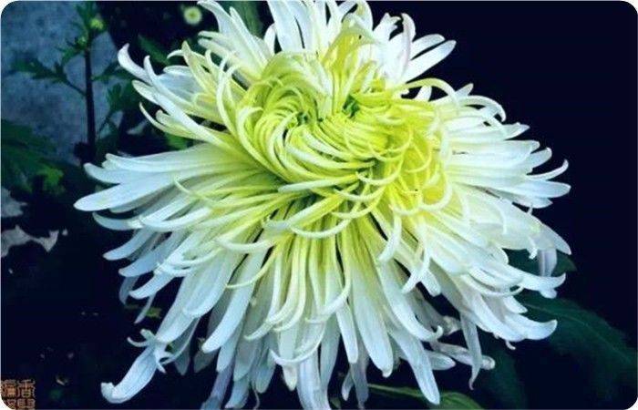 青未了｜菊花冷艳绽美姿