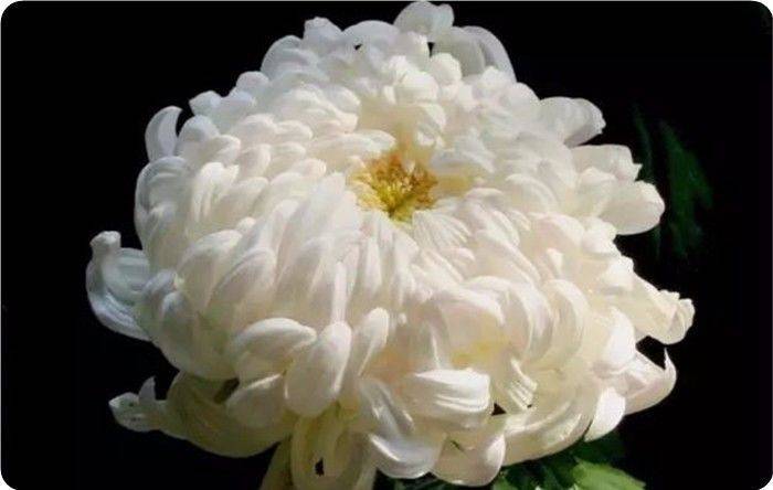 青未了｜菊花冷艳绽美姿