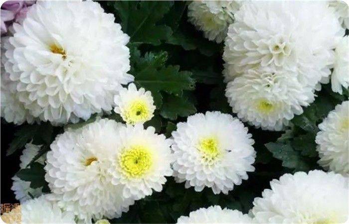 青未了｜菊花冷艳绽美姿