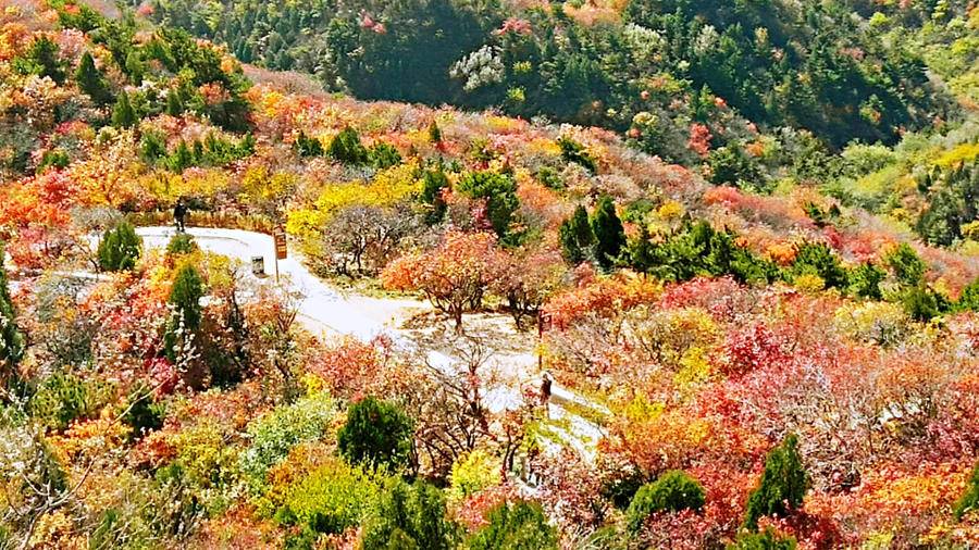 巍巍长城亘山川，枫叶流丹，万山红遍，层林尽染，景色万千