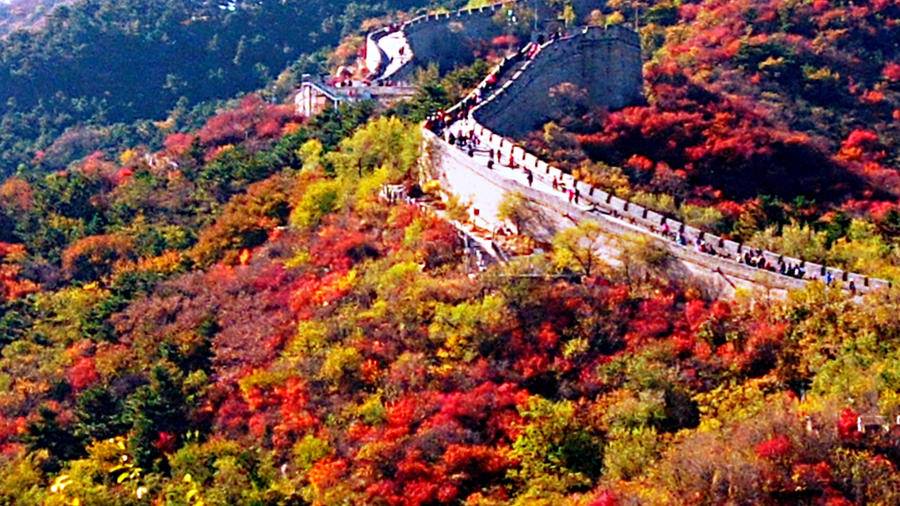 巍巍长城亘山川，枫叶流丹，万山红遍，层林尽染，景色万千