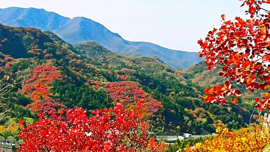 巍巍长城亘山川，枫叶流丹，万山红遍，层林尽染，景色万千