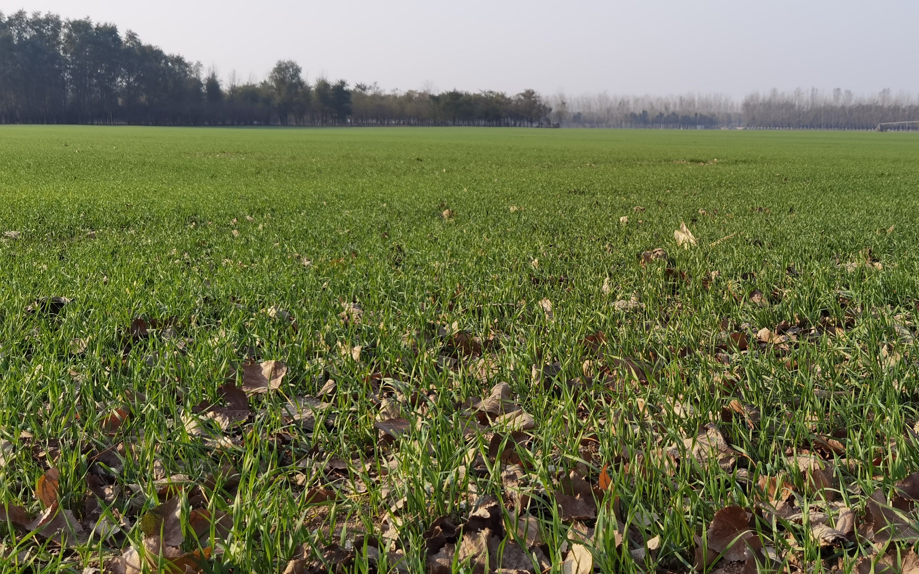 多地冬小麦播种延迟 来年的收成会受影响吗?