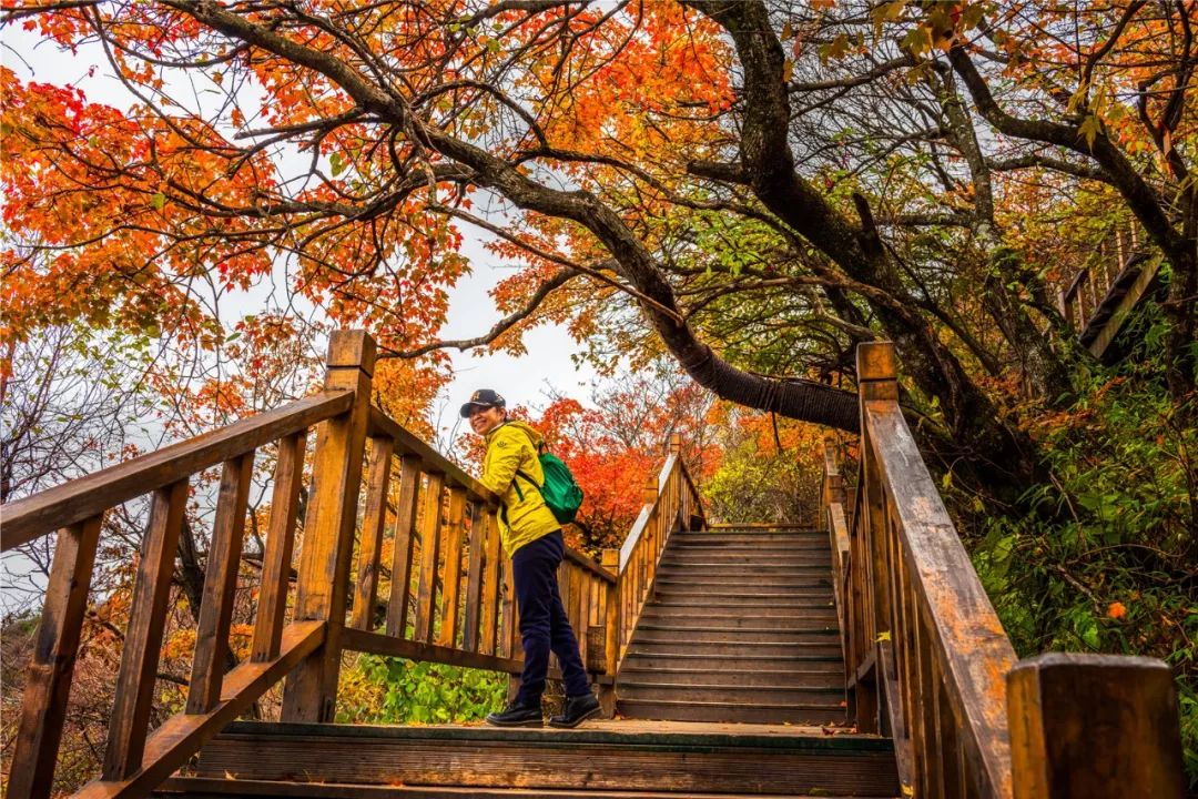 免门票！老君山红叶观赏指南来啦！最佳观赏点在→