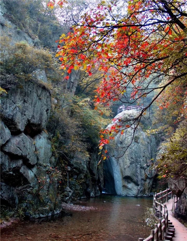 免门票！老君山红叶观赏指南来啦！最佳观赏点在→