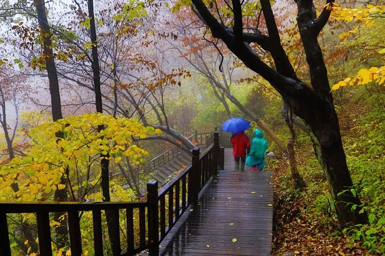 免门票！老君山红叶观赏指南来啦！最佳观赏点在→