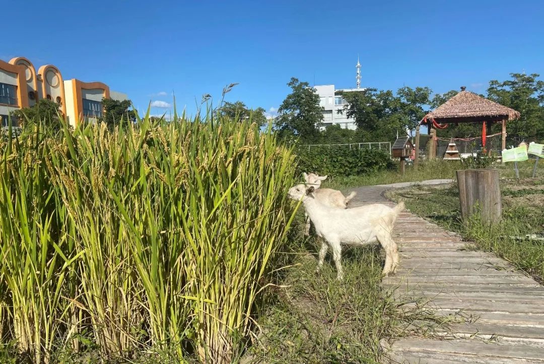 来！敲开秋日的门，感受太仓校园的秋景……