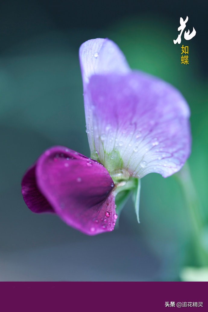 春暖花开，该用什么样的诗描写灿烂的春美丽的花？